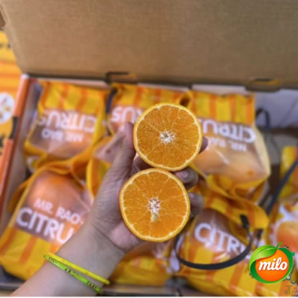 Seedless sweet mandarin oranges 700g in 8 bags per box