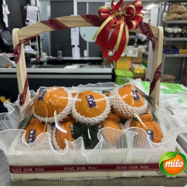 One basket of ugly tangerine fruits