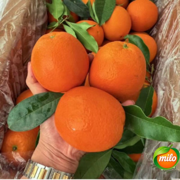 1kg of Chinese honey orange