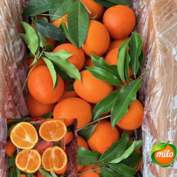 10kg1 box of Chinese honey oranges