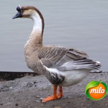 A 4-year-old goose, 1kg