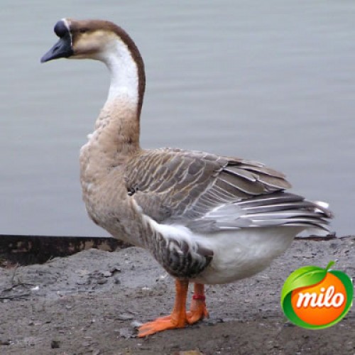 A 4-year-old goose, 1kg