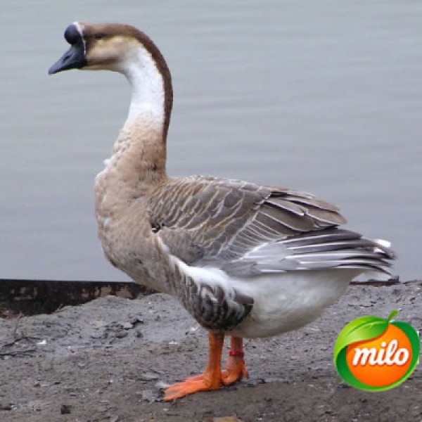 A 4-year-old goose, 1kg