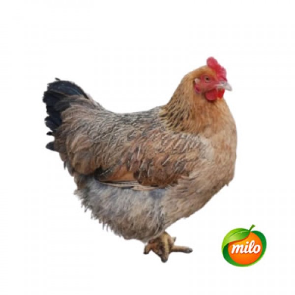 White-cut chicken, 1kg