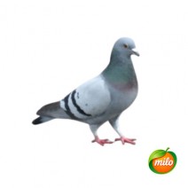 Pigeon