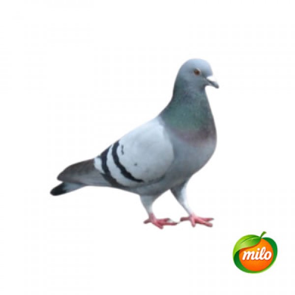 Pigeon