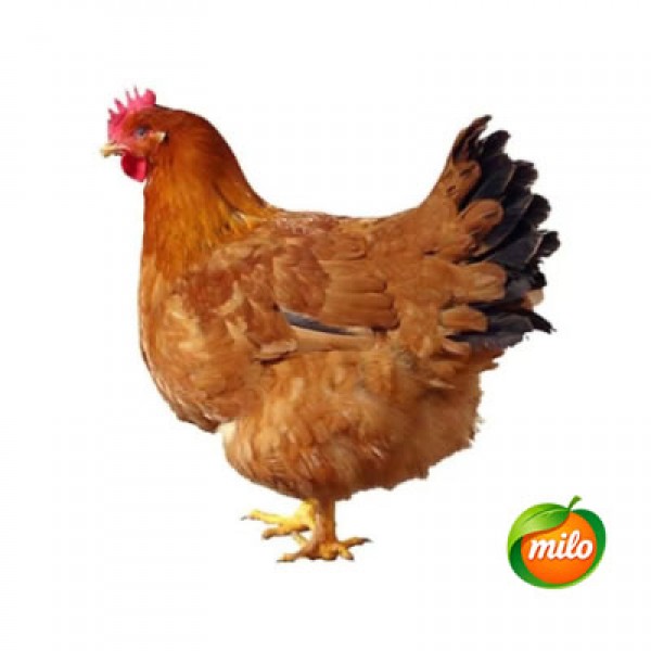 Old hen 1kg 