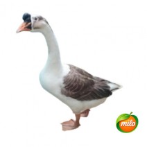 1kg farm goose