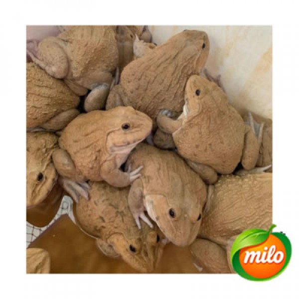 Frog 1kg