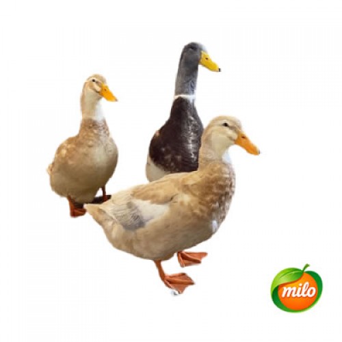 One water duck 