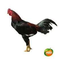 1 kilogram of free-range chicken