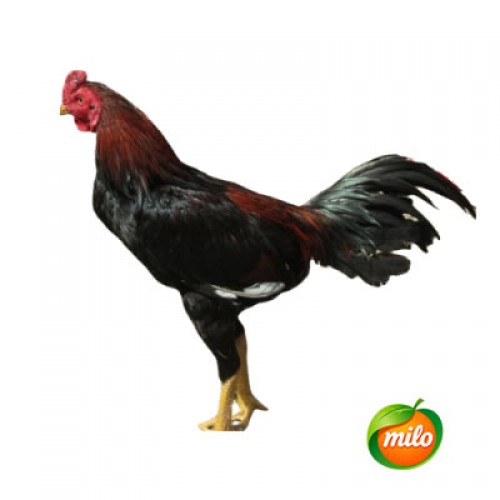 1 kilogram of free-range chicken