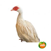 1 kilogram of native duck