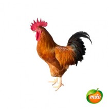1kg of Wenchang chicken