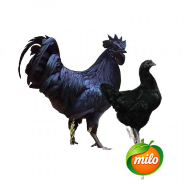 1kg of black-bone chicken